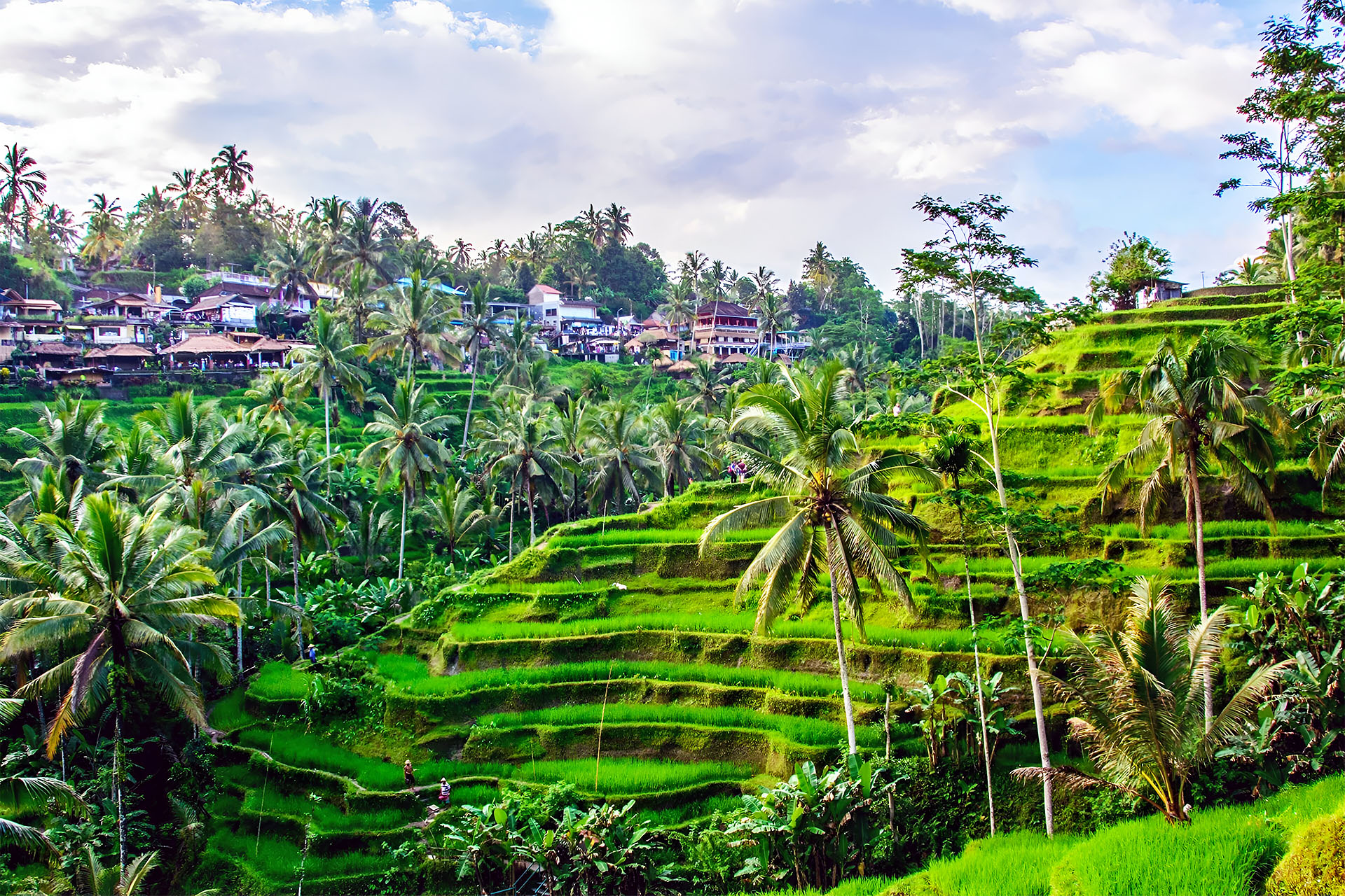 Sawah Ubud